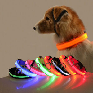 Collier LED « Safety Dog »